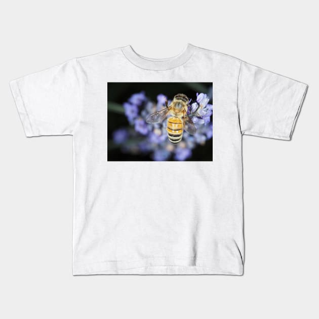 Honey bee (Apis mellifera) gathering nectar on lavender flowers Kids T-Shirt by SDym Photography